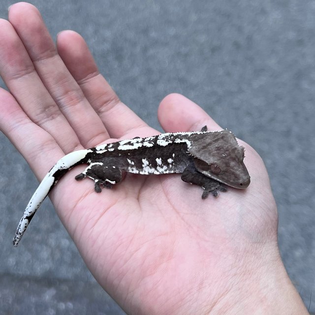 White Spot Axanthic
