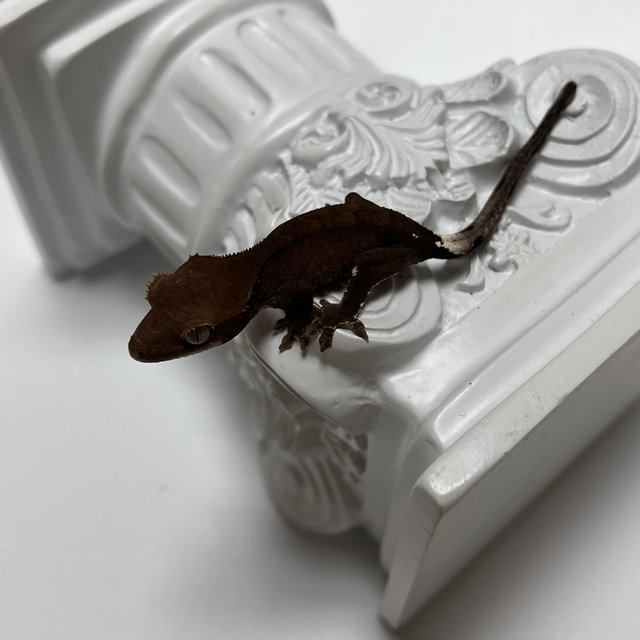 챠콜 팬텀 카푸치노