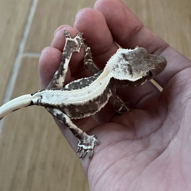 Lilly Axanthic Solid Back