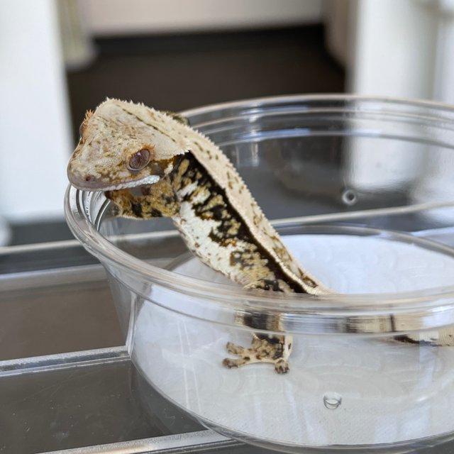 Drippy White Spot 100% Het Axanthic