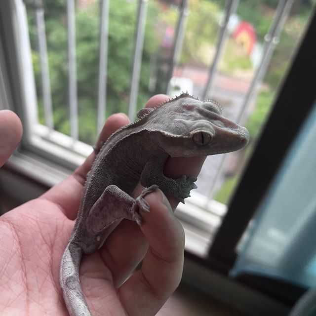 아잔틱