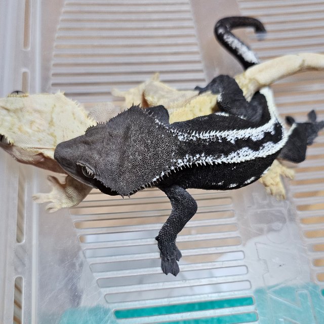 Super Stripe White Spot Axanthic