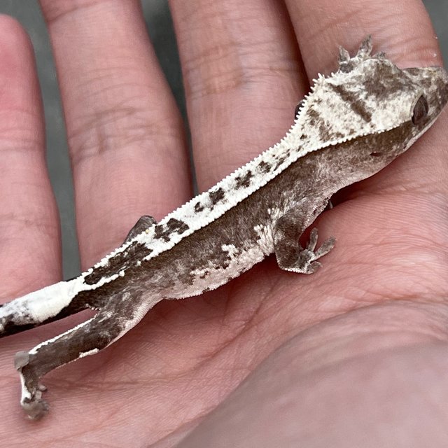 Axanthic White