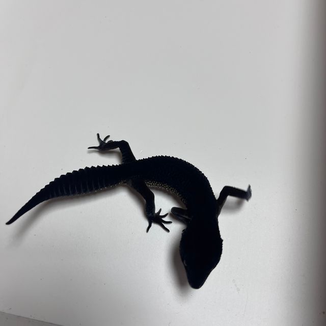 블랙나이트