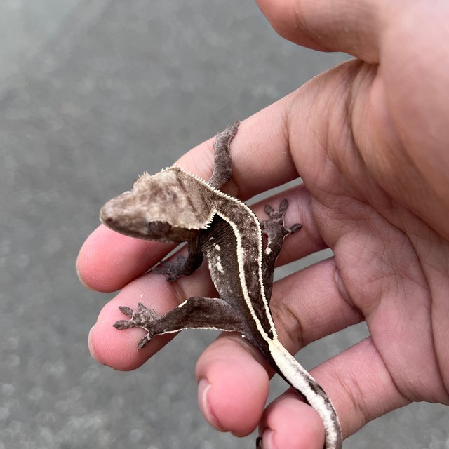 Full Pinstripe Axanthic