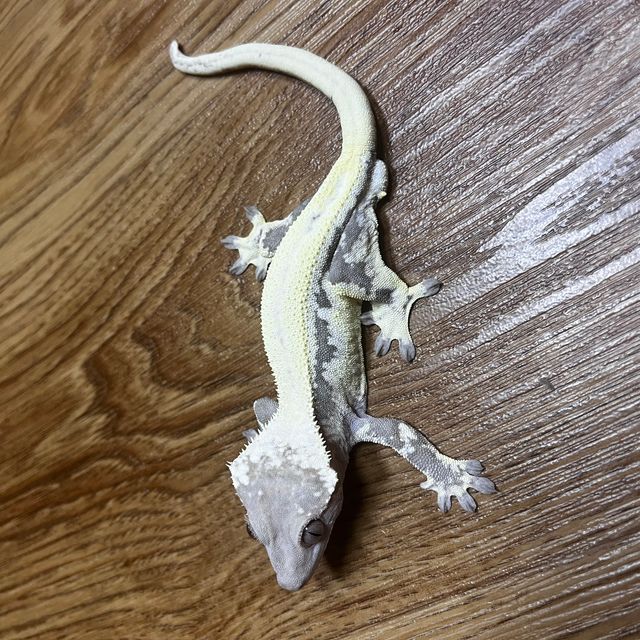 릴리 세이블