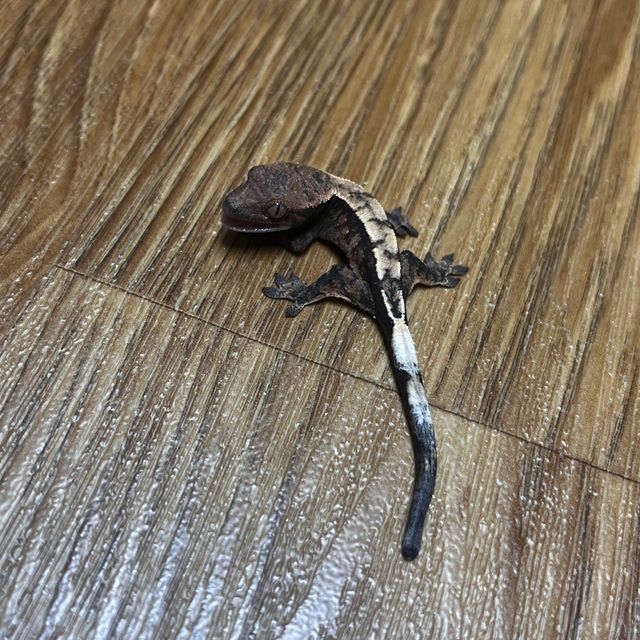 세이블
