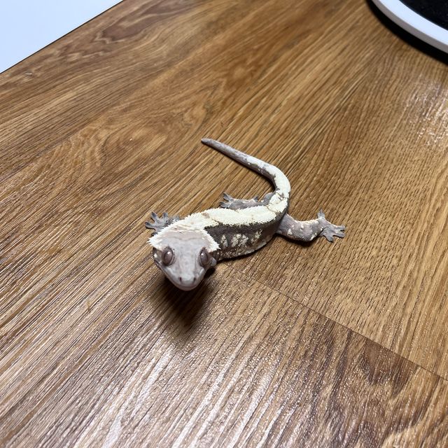 세이블