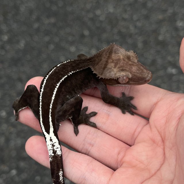 Full Pinstripe Axanthic