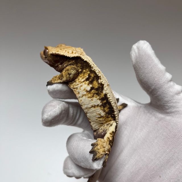 Tri Extreme Harlequin White Spot