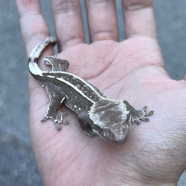 Axanthic Pinstripe