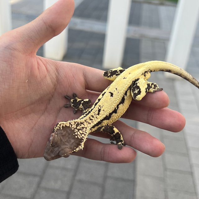 100% Het Axanthic LW Sable