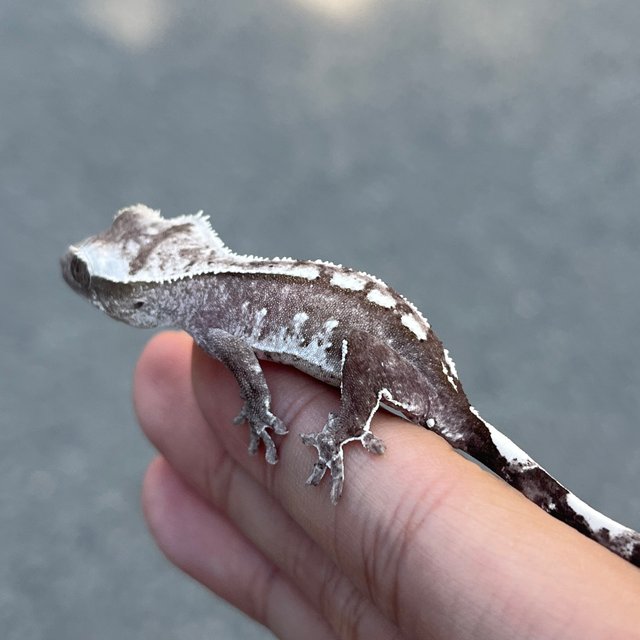 Axanthic White Spot