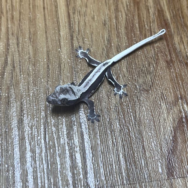 릴잔틱