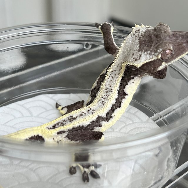 Lilly Axanthic