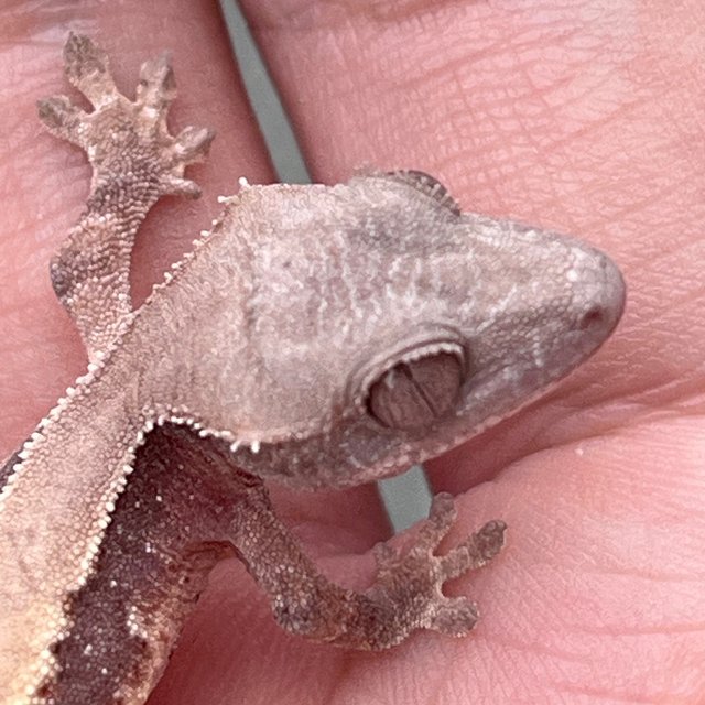 Lilly 100% Het Axanthic Pied 100% Het Axanthic