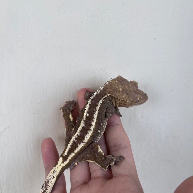 아잔틱 화이트핀