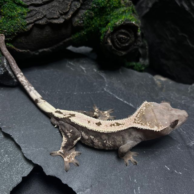 세이블