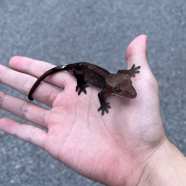 Axanthic