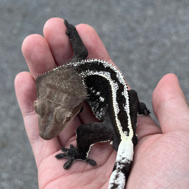 Super Stripe Axanthic White Spot