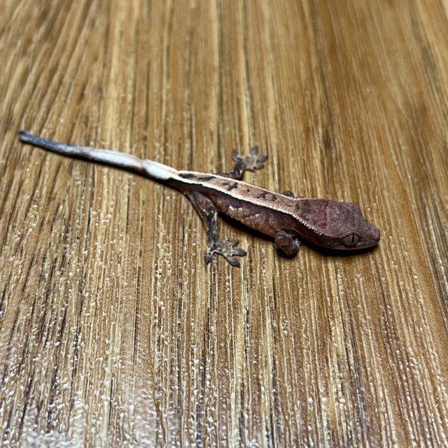 세이블