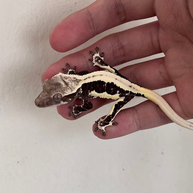 릴잔틱 솔리드백