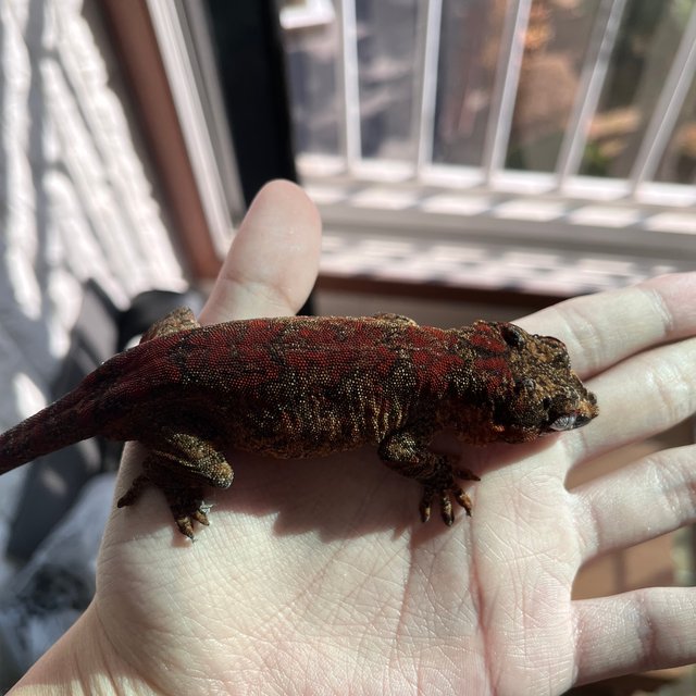 Red Skeleton Blotched