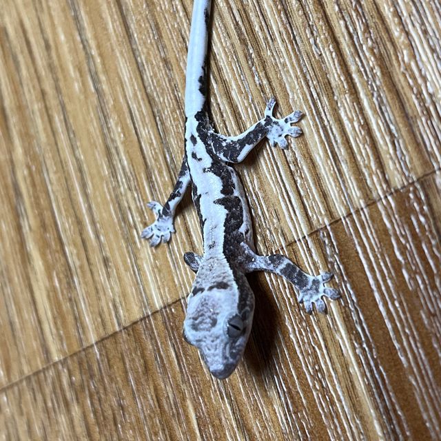 프라푸치노 아잔틱 릴잔틱