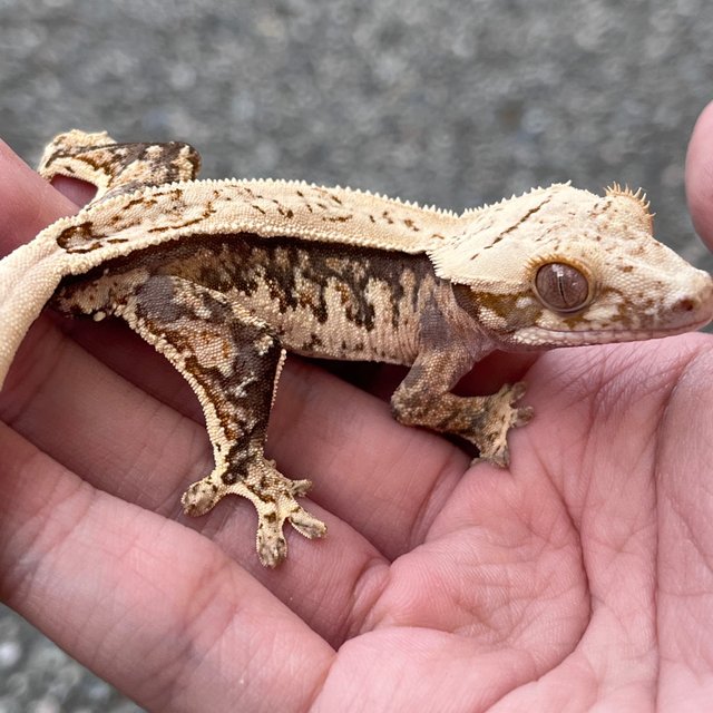 Drippy 100% Het Axanthic White Spot