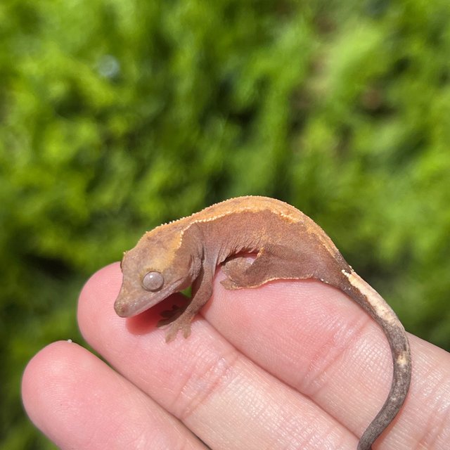 Hypo Cappuccino