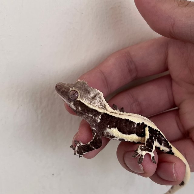 릴잔틱 솔리드백