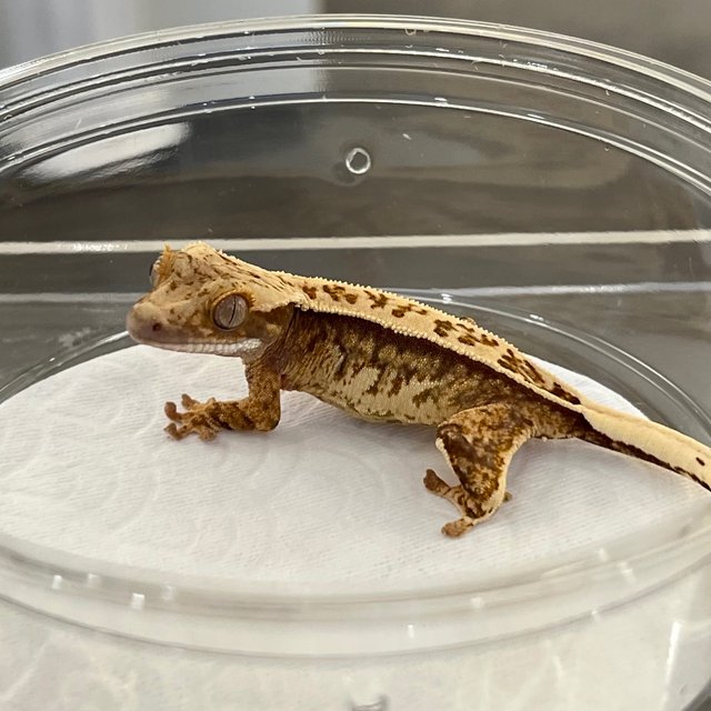 100% Het Axanthic White White Spot