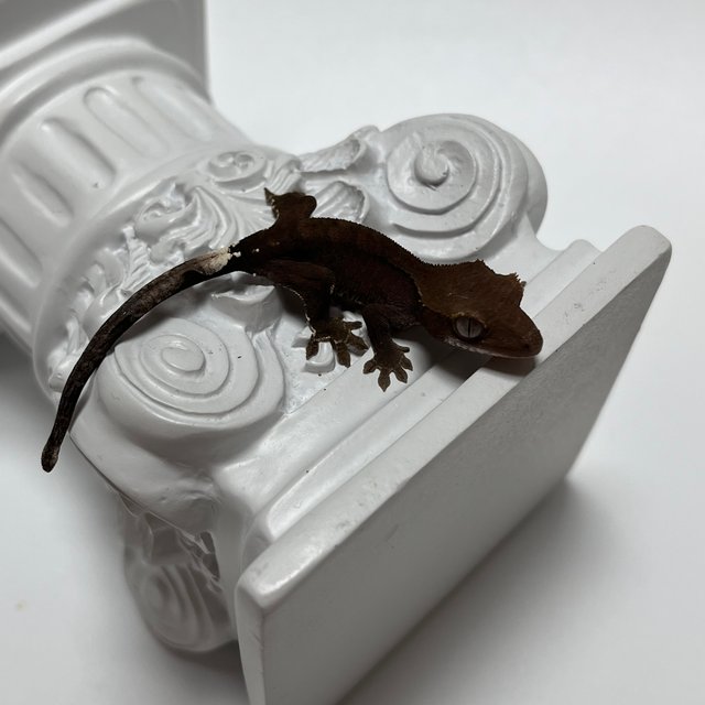 챠콜 팬텀 카푸치노