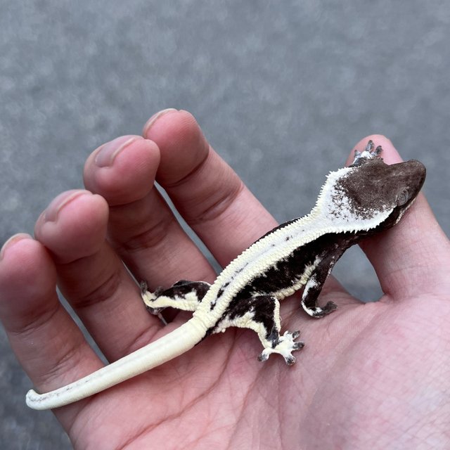 Lilly Axanthic Dark