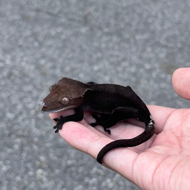 Black Axanthic