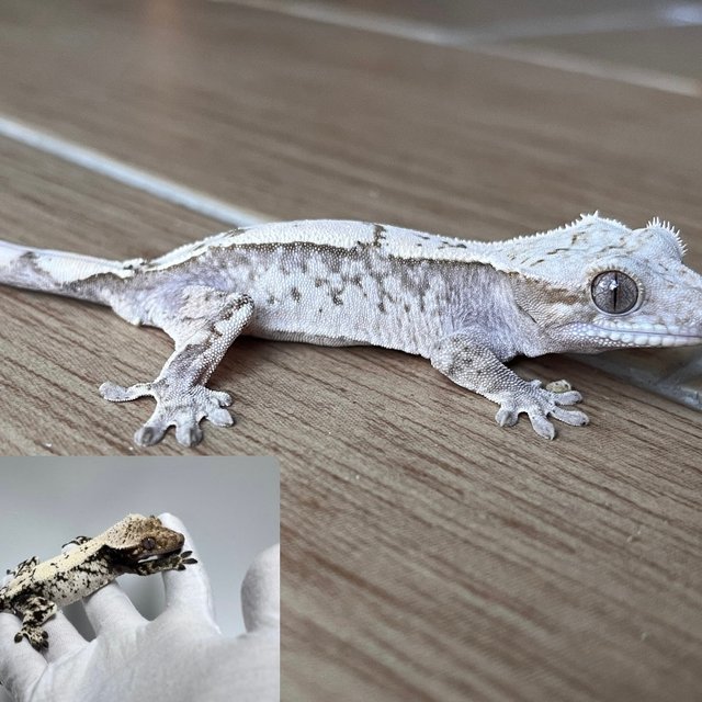 세이블 화이트스팟 화이트