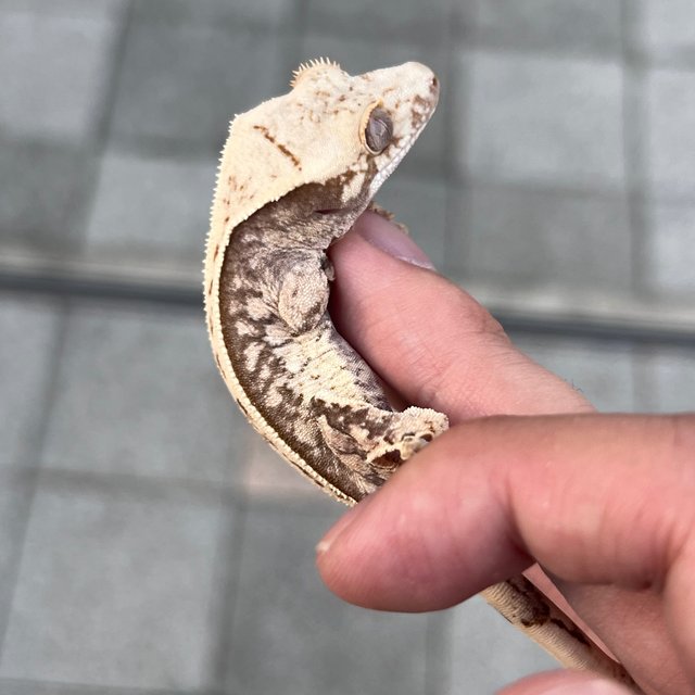 100% Het Axanthic Drippy White Spot