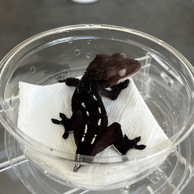 Dark Axanthic