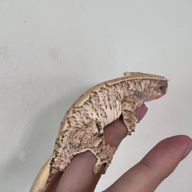 Normal White Spot