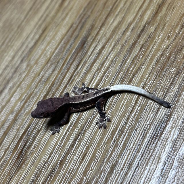 다크 프라푸치노