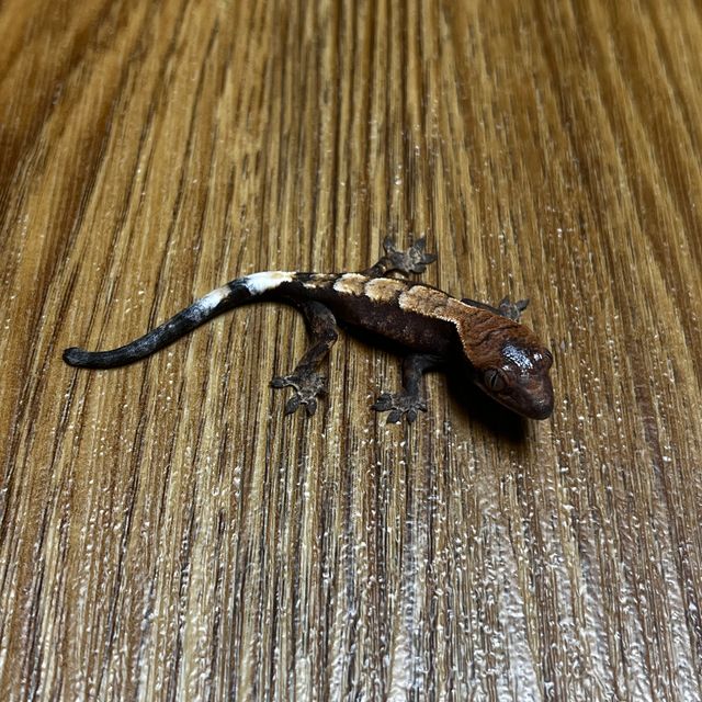 세이블