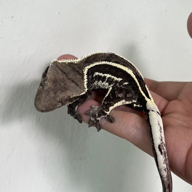 Axanthic White Spot Quad