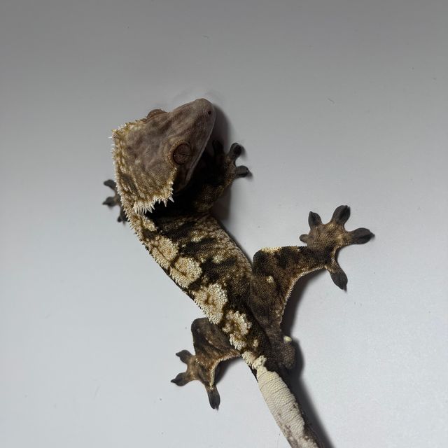 세이블 트라이 타이거