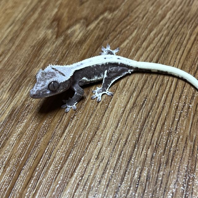 릴잔틱 풀핀