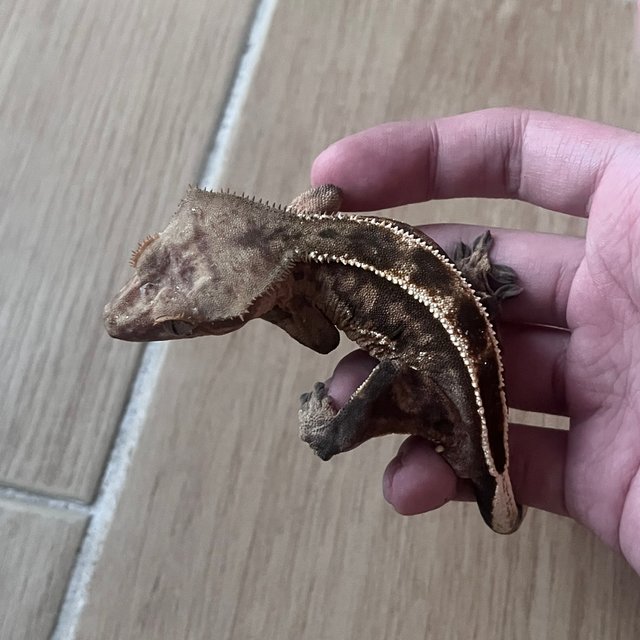 Sable 100% Het Axanthic Empty Back