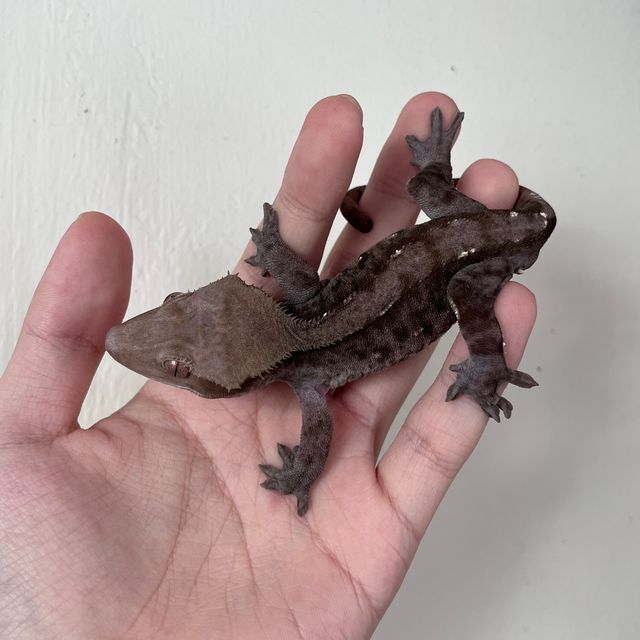 아잔틱