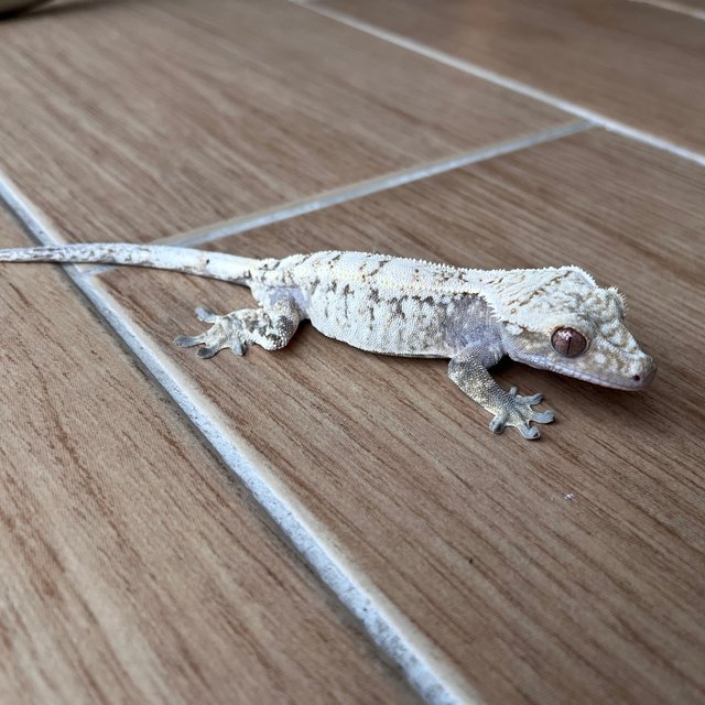 White Spot Drippy Sable