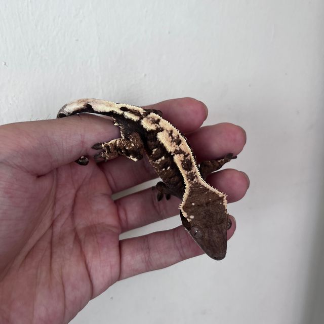 세이블 다크