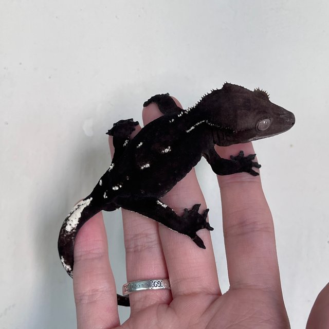 Axanthic Dark