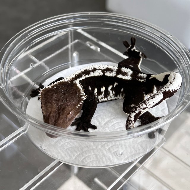 White Spot Axanthic